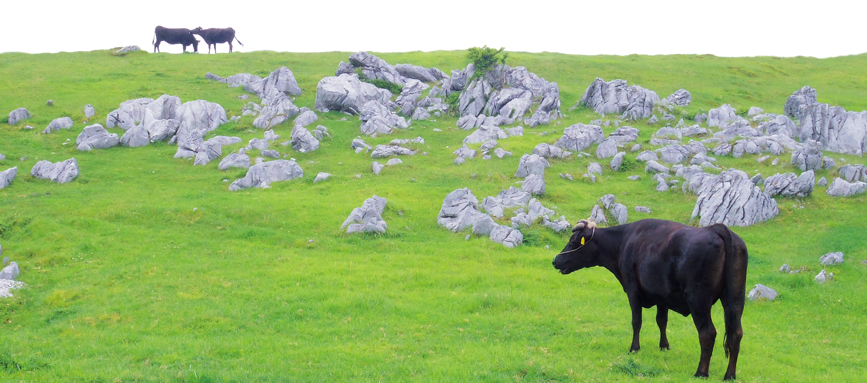 土佐黒牛が生まれた「高知の自然」