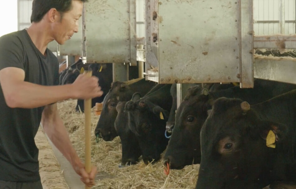 土佐黒牛を育てた「稲わら」