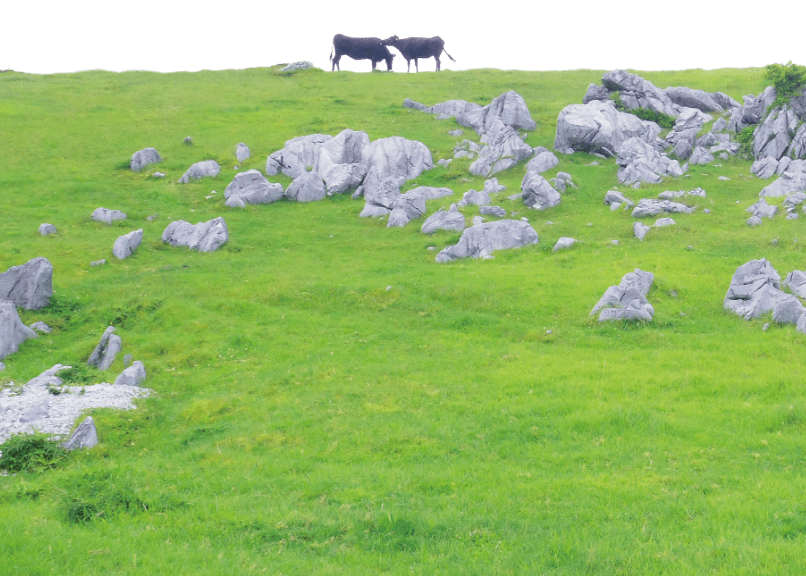 土佐黒牛が生まれた「高知の自然」