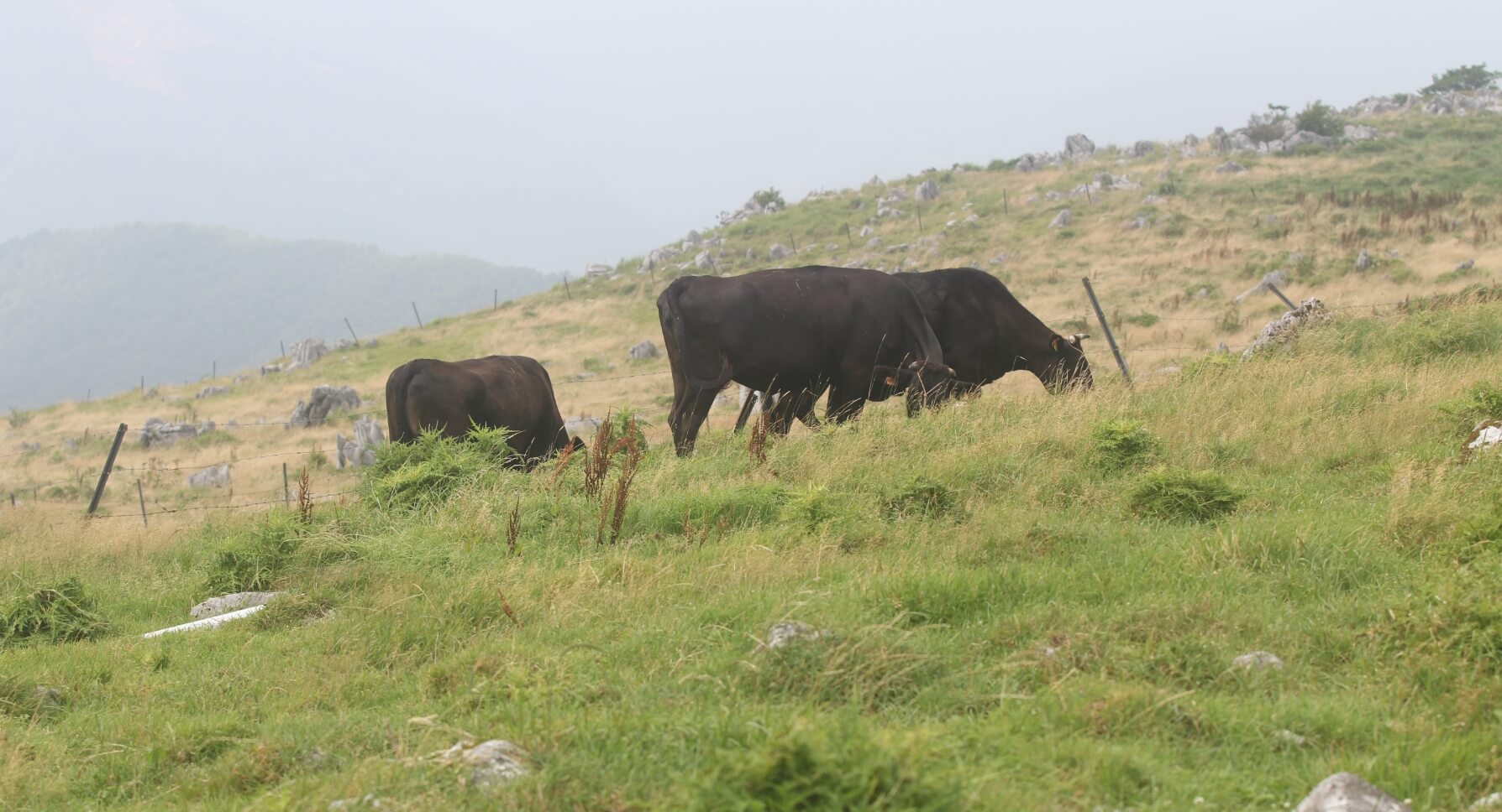 自然豊かな高原に放牧され育っている土佐黒牛たち