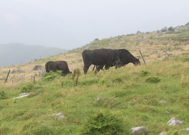 自然豊かな高原に放牧され育っている土佐黒牛たち